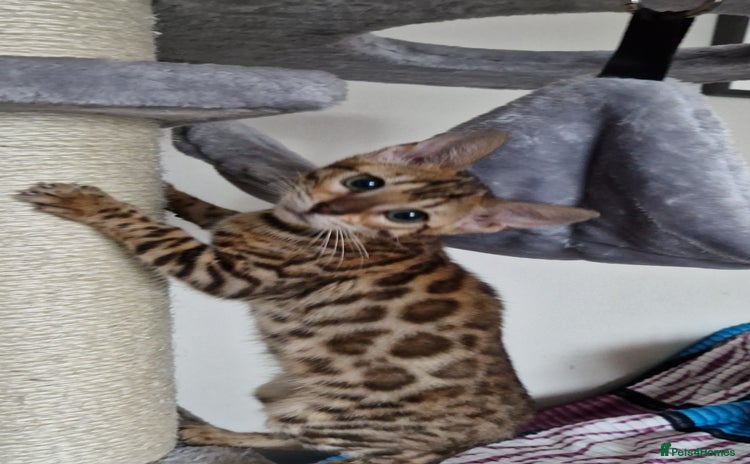 Bengal cats - Advert 5