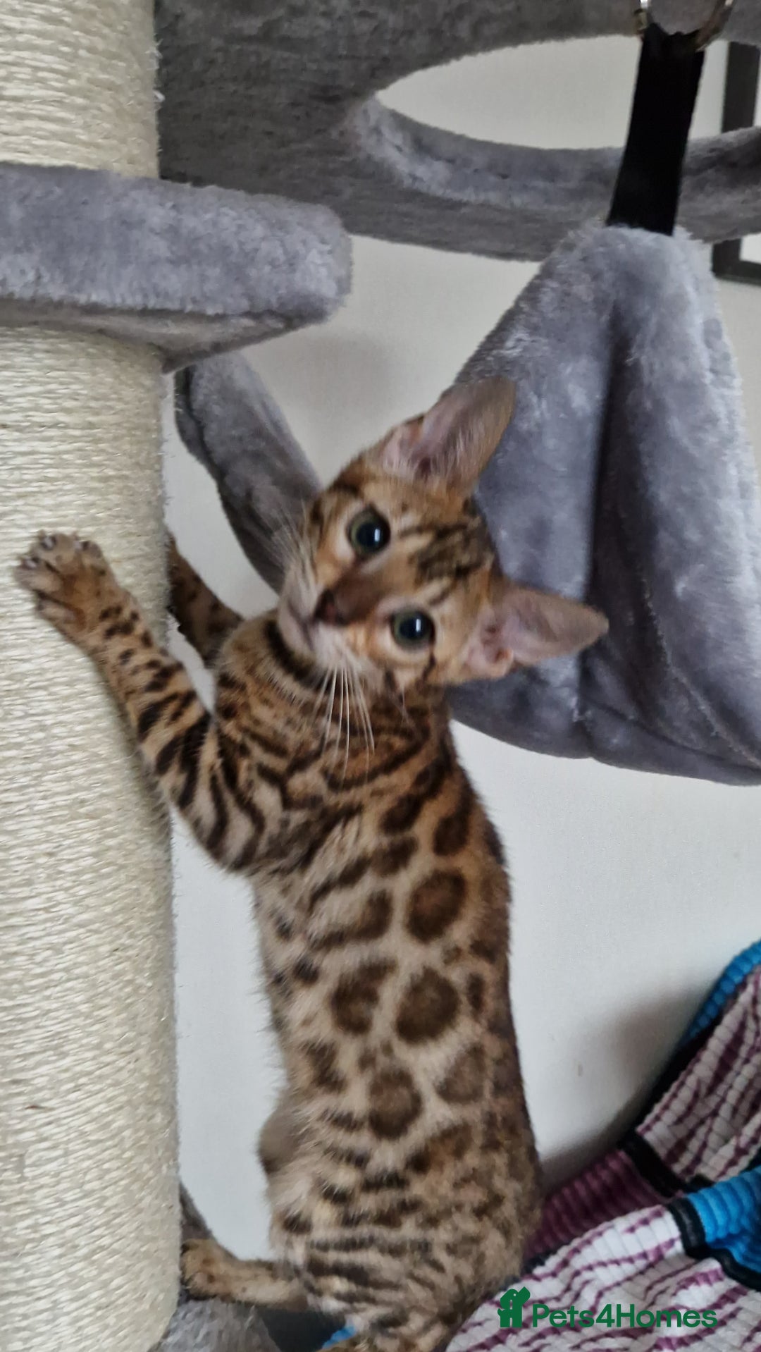 Bengal cats for sale: Last one😍Pure Bengal kittens❤️Ready to go😍 - Image 6