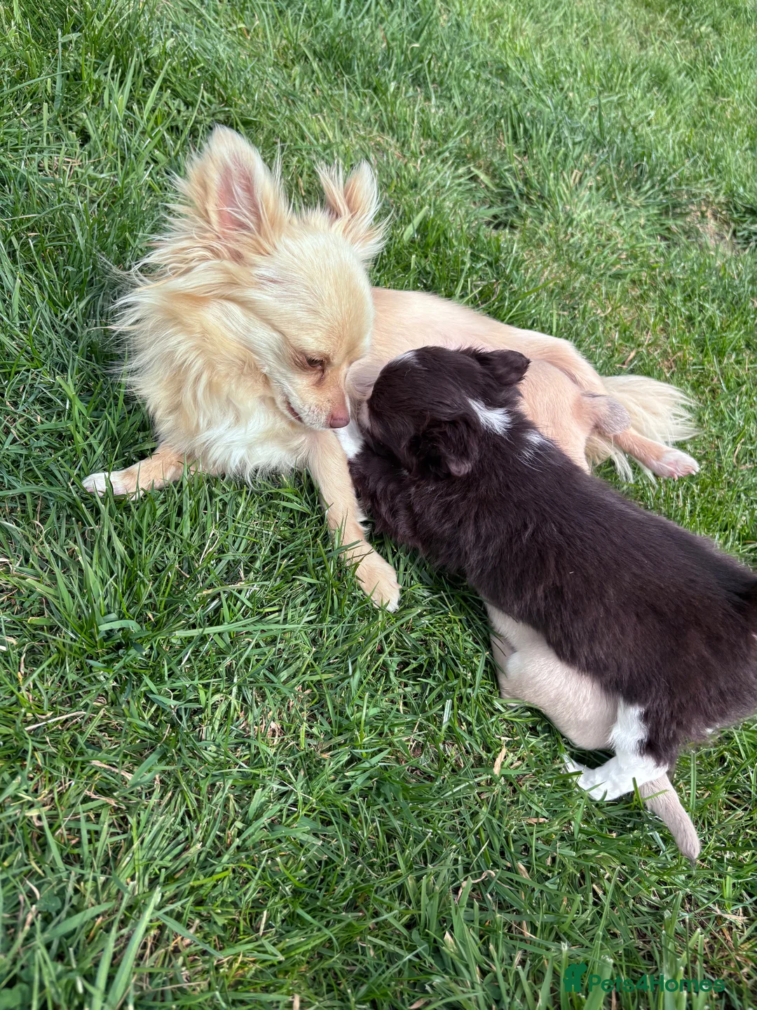 Chihuahua dogs for sale: Chihuahua pups ready for their new home - Advert 4