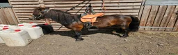 Shetland pony horses for sale: 7yr old Shetland Pony stallion & Coloured Cob colt - Advert 3