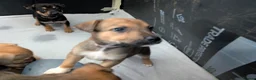 Mixed Breed dogs for sale: Mixed breed shepherds for sale - Advert 13