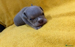 English Bulldog dogs for sale: For sale: 7 English Bulldog Puppies - Image 12