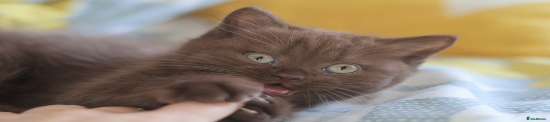 Harvey