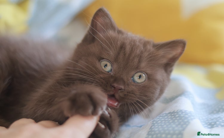 British Shorthair cats - Advert 3