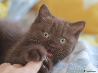 British Shorthair cats - Advert 14