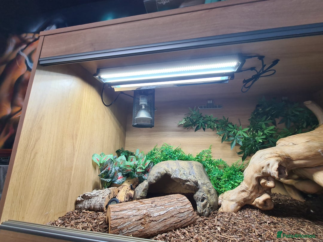 Python Snake reptiles for sale: Pastel leopard ball python  - Image 10