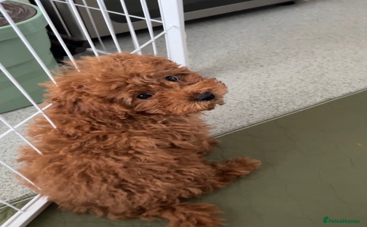 Cavapoo dogs - Advert 15