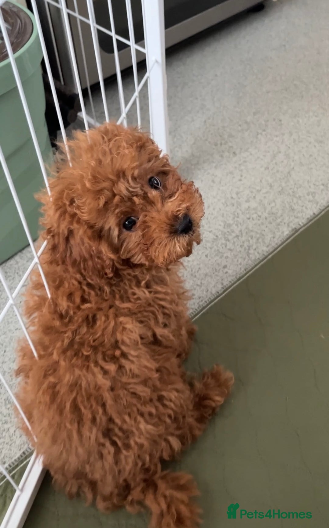 Cavapoo dogs for sale: Health Tested - Toy Cavapoo’s F1b  - Image 1