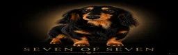 Miniature Dachshund dogs for stud: Proven Longhaired Miniature Dachshund Stud - Advert 3