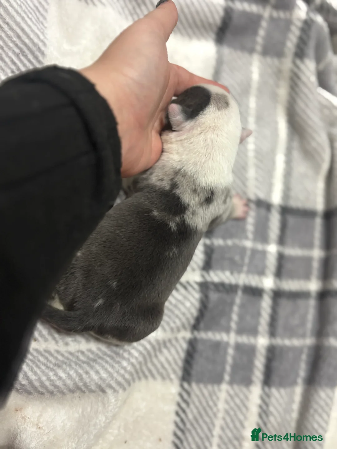 American Bully dogs for sale: Pocket bully’s  in Cradley Heath - Advert 17