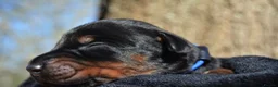 Dobermann dogs for sale: 4 Beautiful Doberman Puppies - Advert 5