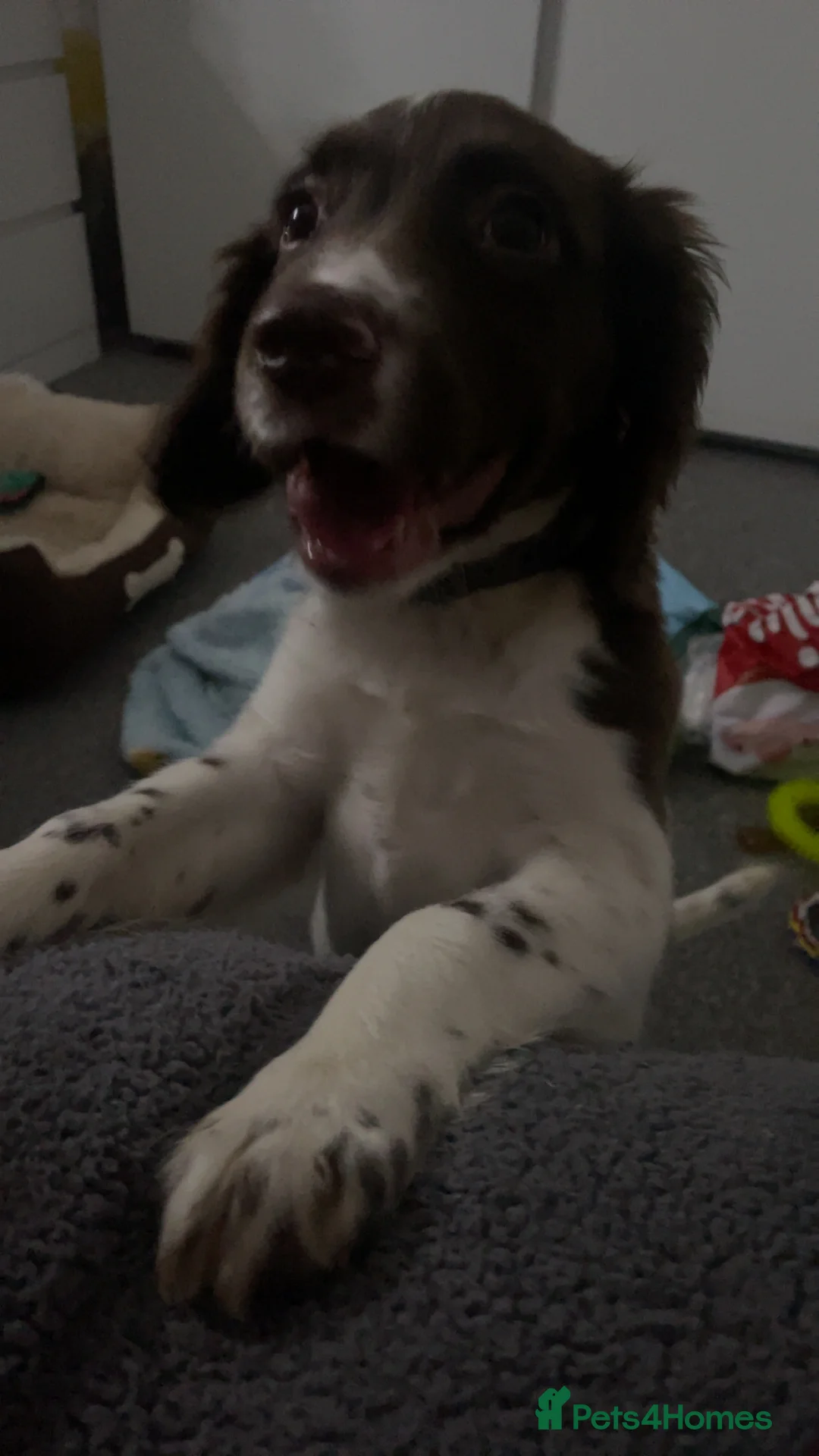 English Springer Spaniel dogs for sale: 4 month old female springer spaniel  in Taunton - Advert 4