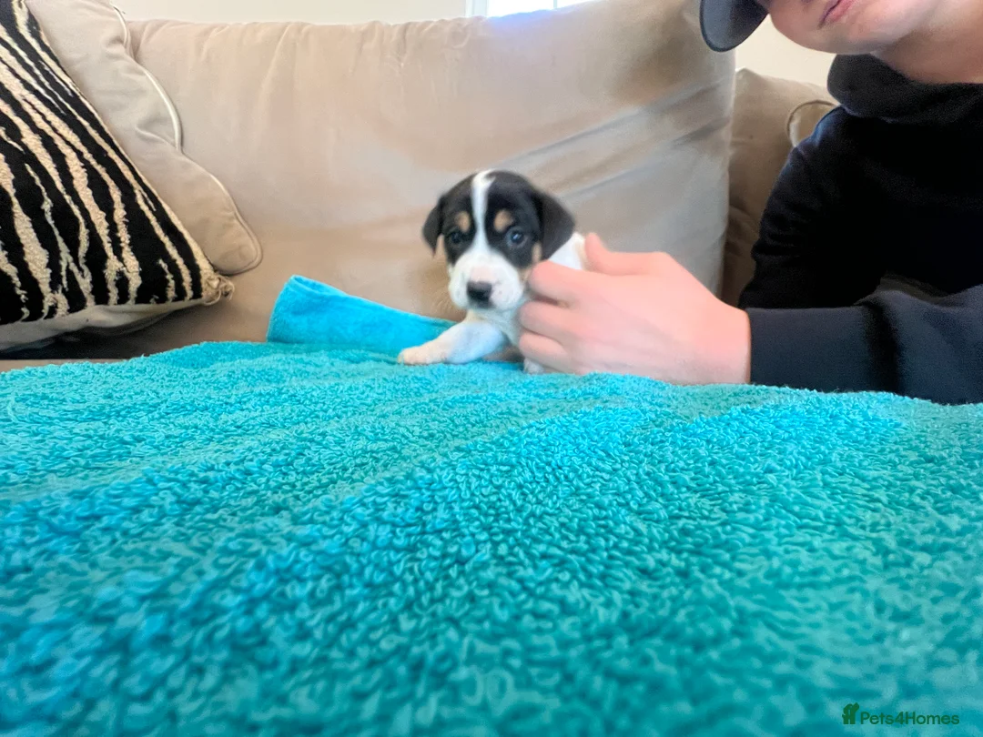 Jack Russell dogs for sale: Minature short legged Jack russell - Advert 6