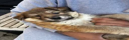 German Shepherd dogs for sale: Long haired straight back German shepherd puppies  - Advert 8