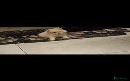 Pomeranian dogs for sale: Female Pomeranian  - Image 3