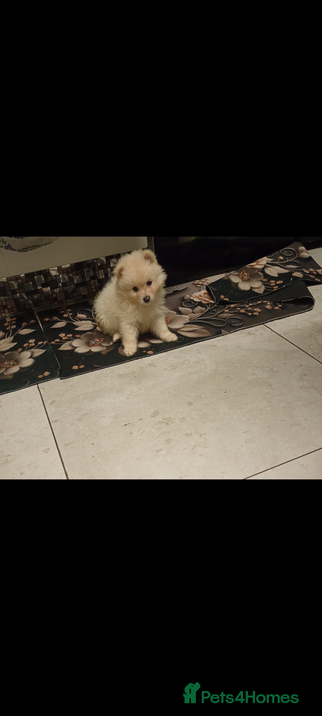 Pomeranian dogs for sale: Female Pomeranian  - Image 3