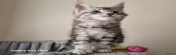 Maine Coon cats for sale: Licensed breeder-maine coon kittens - Advert 18