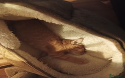 Somali cats for sale: 4 somali kittens. ready from 27.10 - Image 10