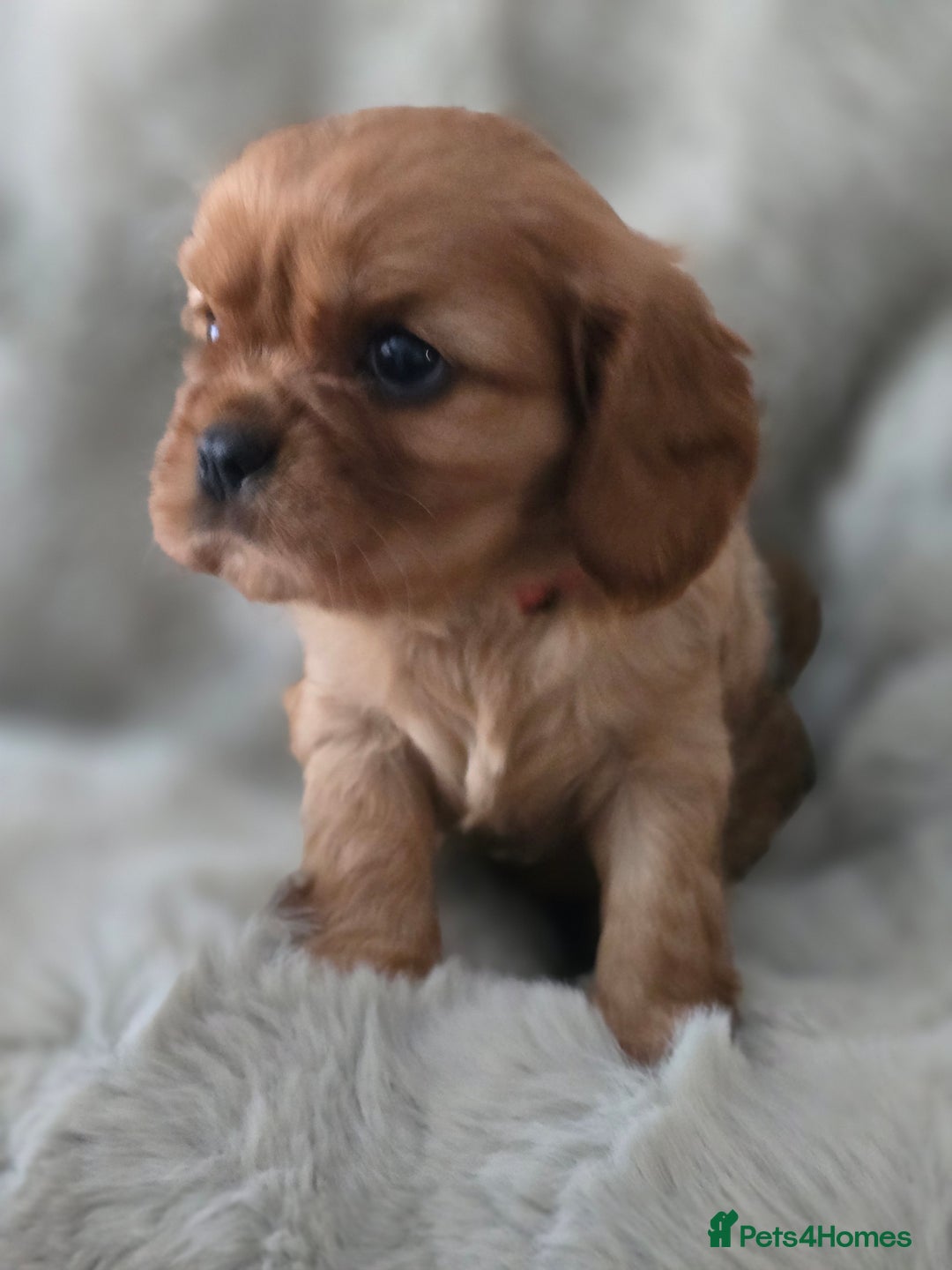 Cavalier King Charles Spaniel dogs for sale: Beautiful Cavalier King Charles Puppies  - Advert 2