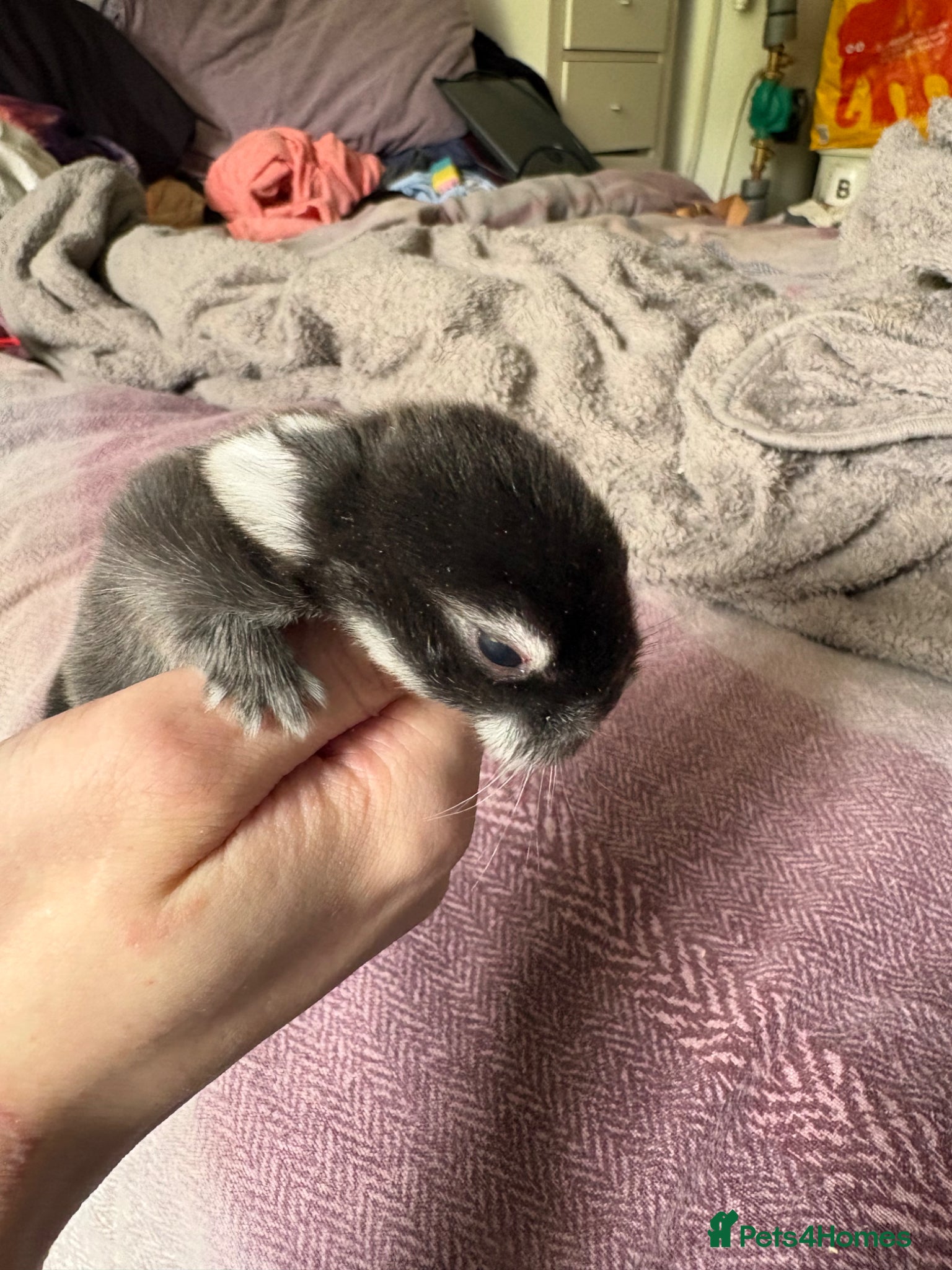 Mini Lop rabbits for sale: mini lop babies  in Callander - Advert 3