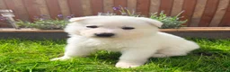 White Swiss Shepherd dogs for sale: White Swiss Shepherd puppies - Advert 5
