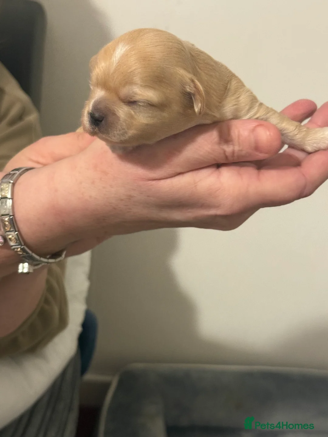 Shihpoo dogs for sale: 3x Shihpoo Male Puppies for sale - Advert 5