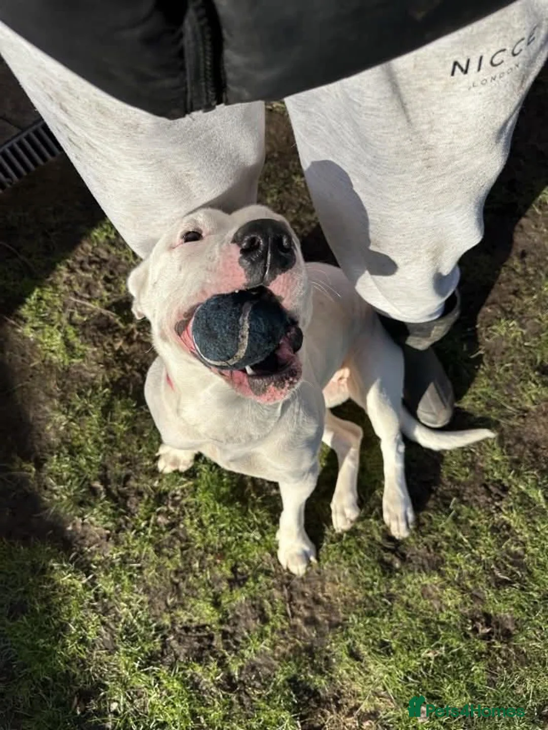 Mixed Breed dogs for adoption: Meet Aria, currently residing in Ormskirk  - Advert 9