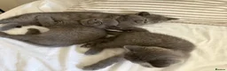 British Shorthair cats for sale: 3 Blue and 1 Lilac BSH kittens available  - Advert 9