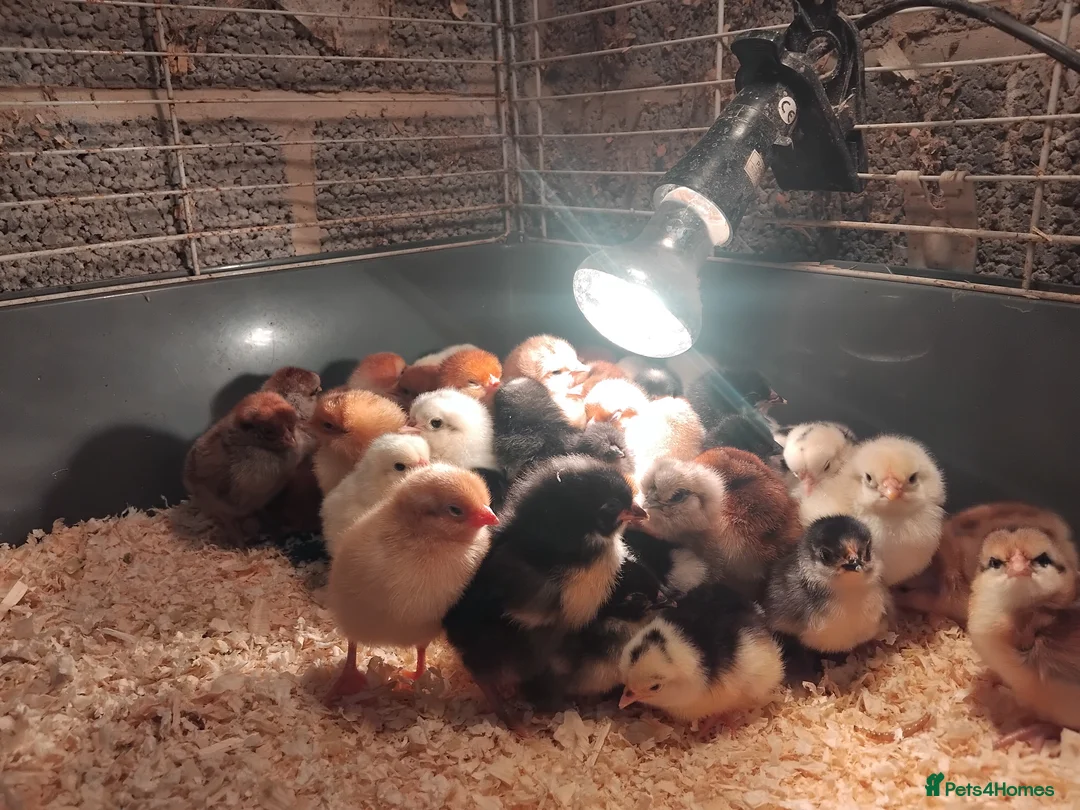 Mixed Breed poultry for sale: Hatching eggs  - Advert 2