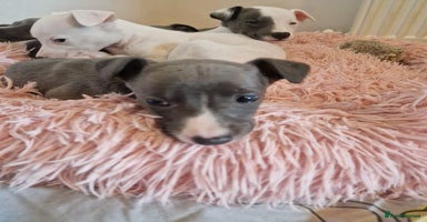 Whippet dogs - Advert 5