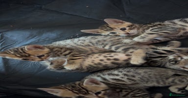 Bengal cats - Advert 3