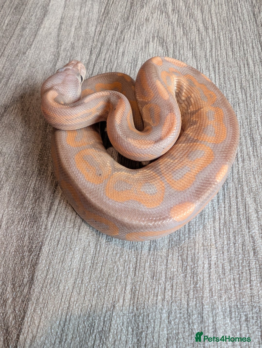 Python Snake reptiles for sale: Royal pythons - Image 4