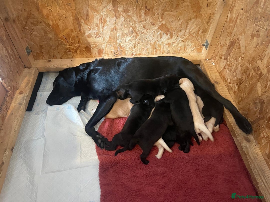Labrador Retriever dogs for sale: Kc registered Labrador puppies for sale - Image 6