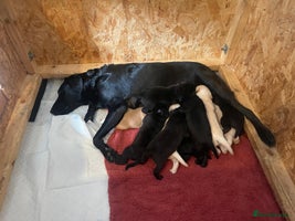 Labrador Retriever dogs - Advert 1