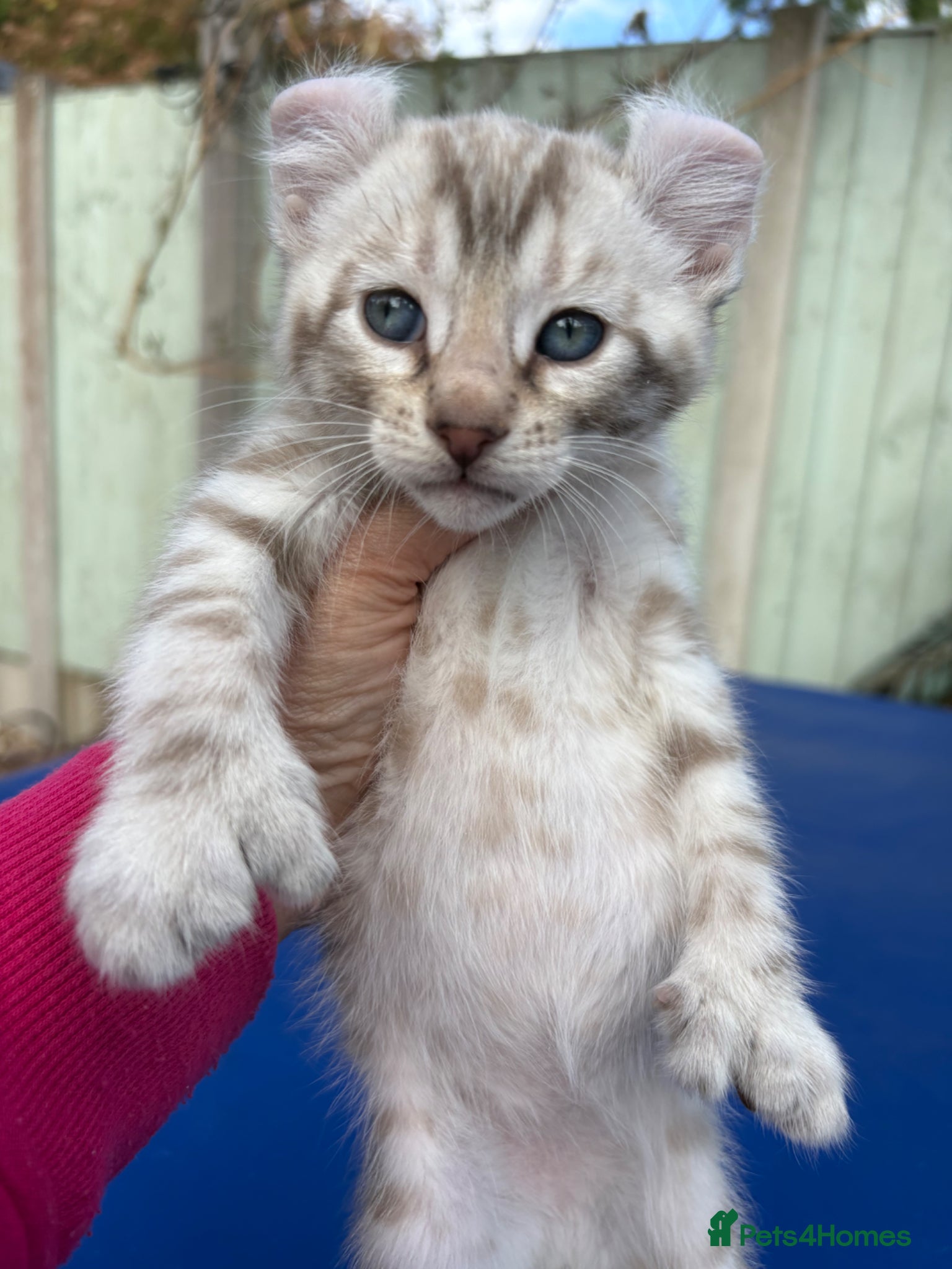 Keetso cats Superb very rare polydactyl curled eared keetsos  - Advert 1
