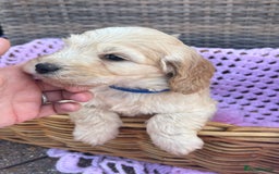 Cockapoo dogs for sale: F1 cockapoo puppies 5 boys  - Image 3