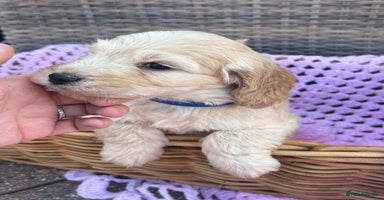 Cockapoo dogs - Advert 2