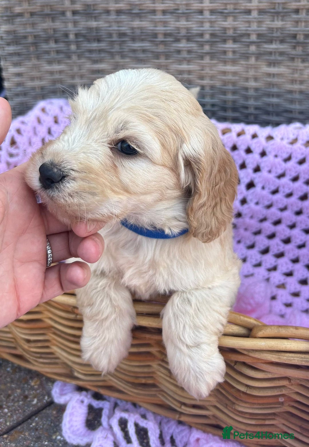 Cockapoo dogs for sale: F1 cockapoo puppies 5 boys  - Image 3