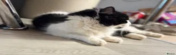 Mixed Breed cats for sale: Looking for forever home  in Royston - Advert 4