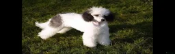 Mixed Breed dogs for sale: Lassie/Border Collie X Toy Poodle puppies - Advert 3