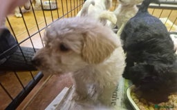 Schnoodle dogs for sale: Schnoodle puppies - Image 2