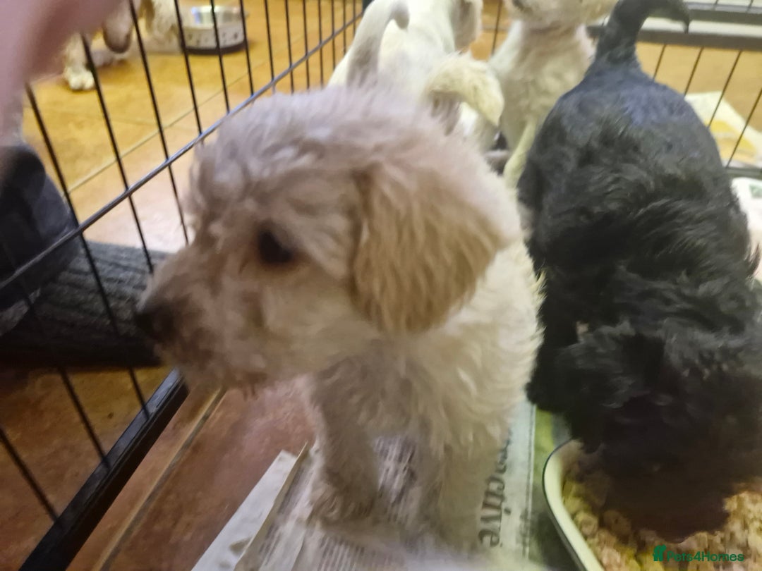 Schnoodle dogs for sale: Schnoodle puppies - Image 2