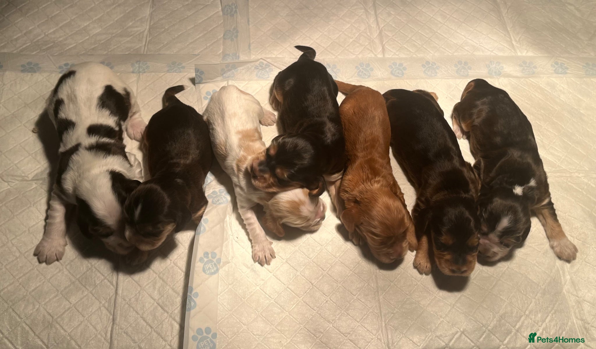 Cocker Spaniel dogs KC Show Type Cocker Spaniel Puppies  - Advert 4