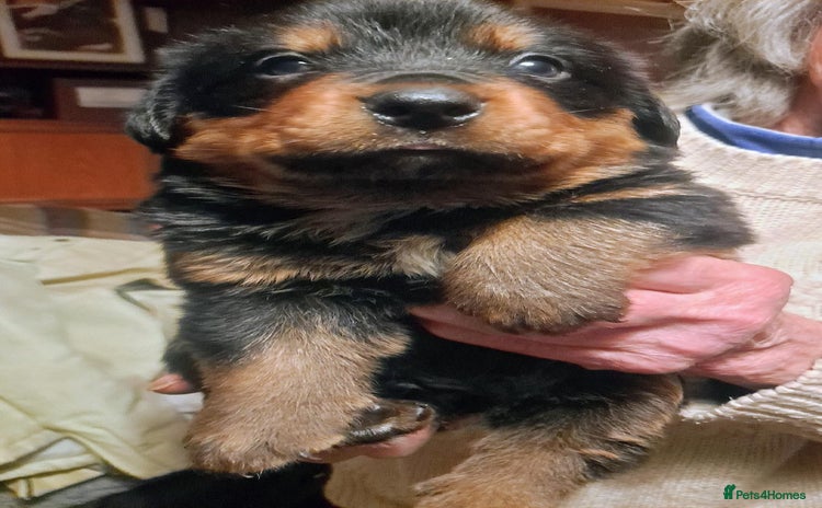 Mixed Breed dogs - Advert 5