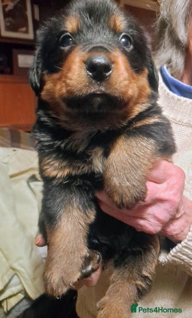 Mixed Breed dogs - Advert 5