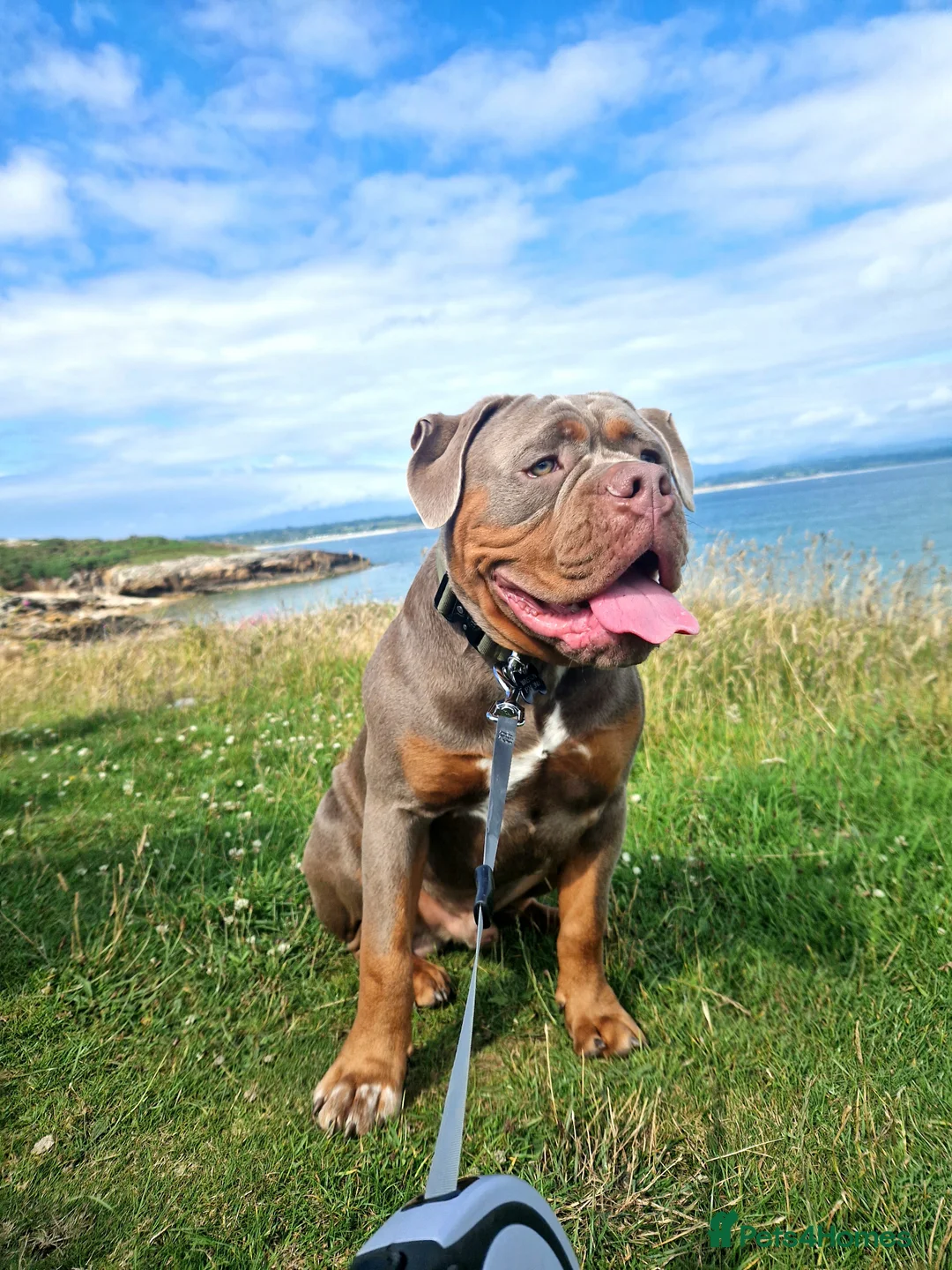 Olde English Bulldogge dogs for stud: Olde English Bulldogge for Stud - Winston in Thetford - Advert 28