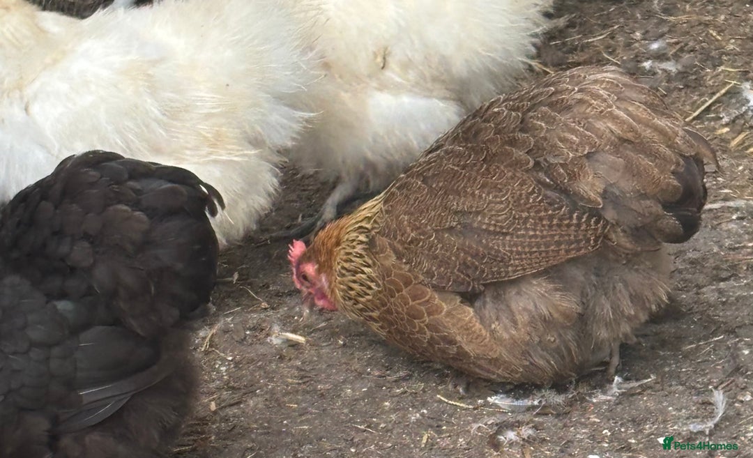 Chickens poultry for sale: Pekin bantam hens pol - Image 4