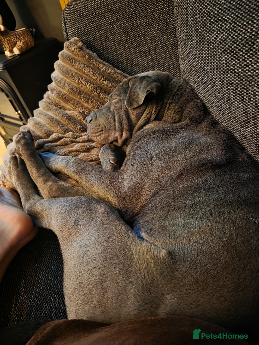 Mixed Breed dogs for sale: Beautiful girl for rehoming - Advert 2