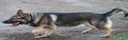 German Shepherd dogs for sale: Big bone gsd male  - Advert 7