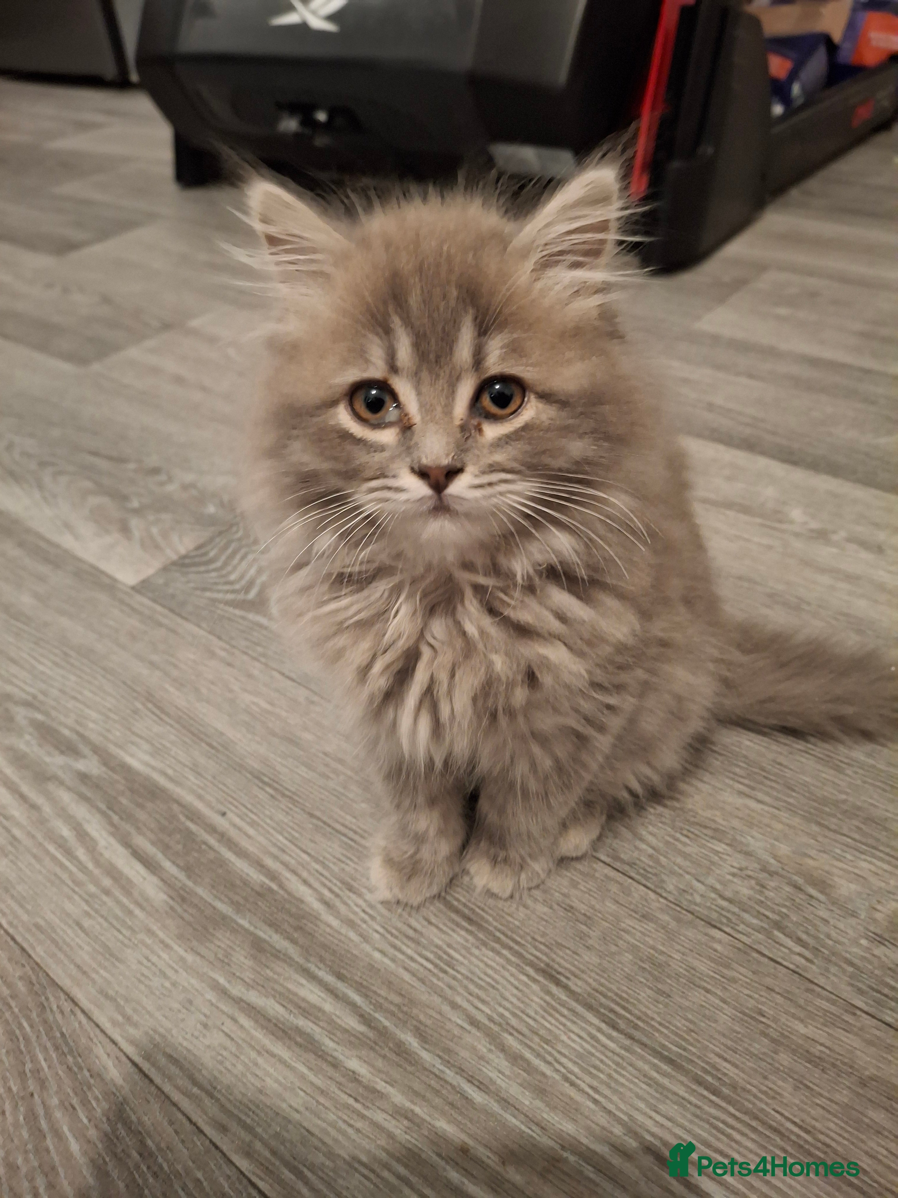 British Longhair cats 2 x beautiful BLH kittens for sale - Advert 12